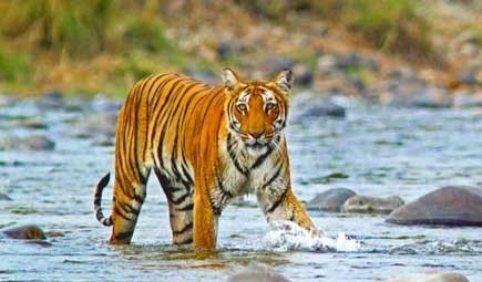 Corbett Wildlife Tour